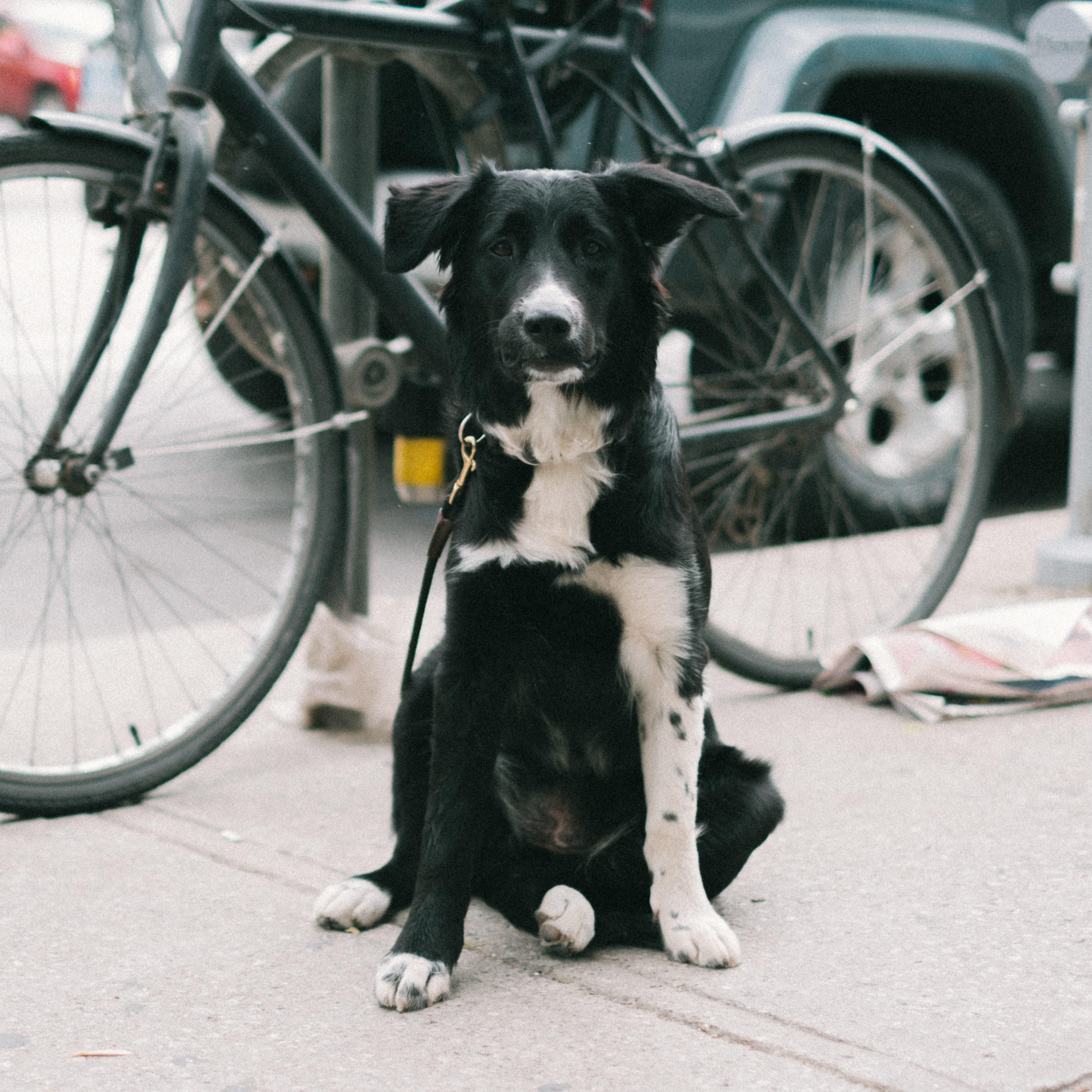 Dundas_West_Fest-8